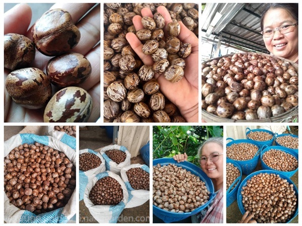 ยางพารา เมล็ดสำหรับปลูก/หรือเมล็ดเพื่อทำงานประดิษฐ | เมล็ดพันธุ์ดี เกษตรวิถีไทย - เมืองระยอง ระยอง