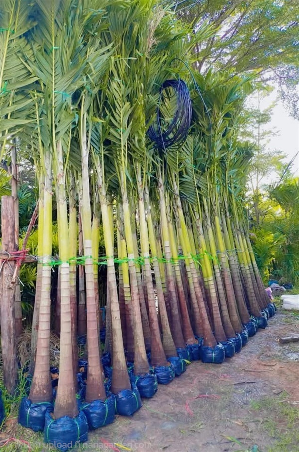 ต้นหมากนวล | สวนไผ่เลี้ยง - เมืองปราจีนบุรี ปราจีนบุรี