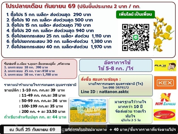 เมล็ดปอเทือง  กันยายน 2569 | เมล็ดถั่วเขียว อุบลราชธานี - เมืองอุบลราชธานี อุบลราชธานี
