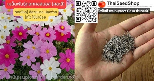 เมล็ดพันธุ์ดอกคอสมอส (คละสี) (เมล็ดพันธุ์คุณภาพดี) | thaiseedshop - ดอนเมือง กรุงเทพมหานคร