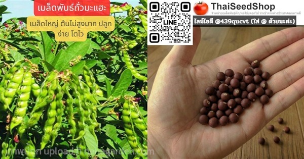 เมล็ดพันธ์ถั่วมะแฮะ  (เมล็ดพันธุ์คุณภาพดี) | thaiseedshop - ดอนเมือง กรุงเทพมหานคร
