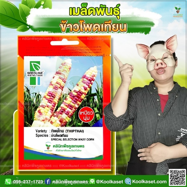 พันธุ์ผัก ข้าวโพดเทียน ทิพย์ไทย ซีดไลน์ คูลเกษตร | คลินิกพืชคูลเกษตร - ชุมตาบง นครสวรรค์