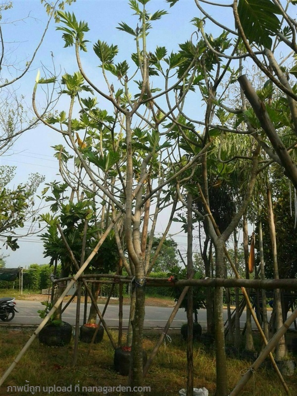 ต้นสาเก | Burapa Garden  - เมืองปราจีนบุรี ปราจีนบุรี