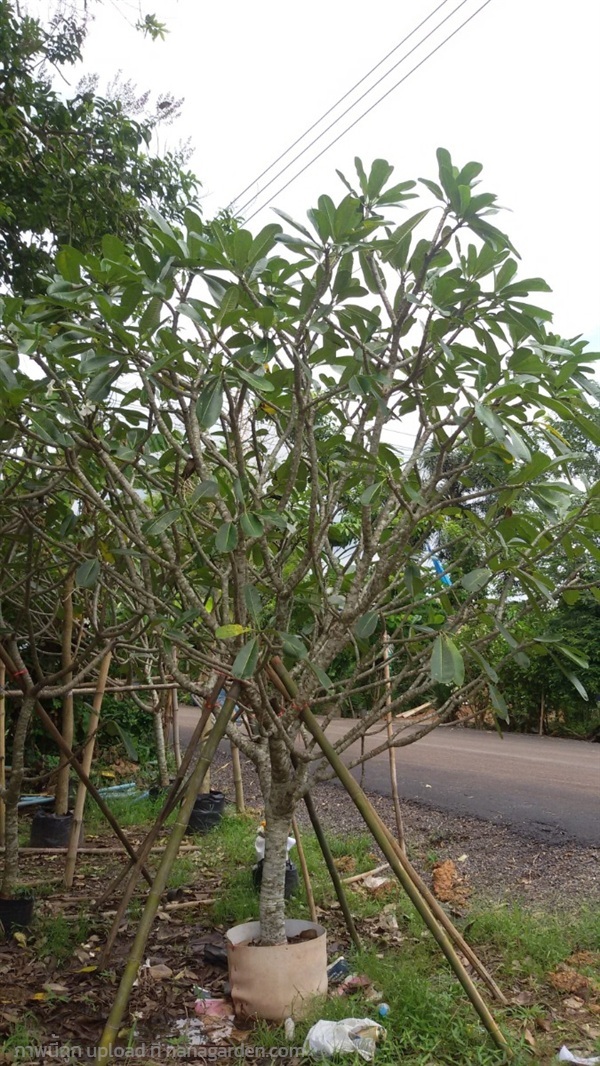 ต้นลีลาวดี | Burapa Garden  - เมืองปราจีนบุรี ปราจีนบุรี