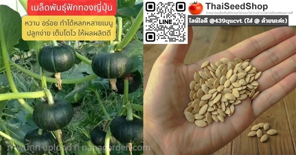 เมล็ดพันธุ์ฟักทองญี่ปุ่น (เมล็ดพันธุ์คุณภาพดี) | thaiseedshop - ดอนเมือง กรุงเทพมหานคร
