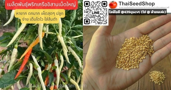 เมล็ดพันธุ์พริกเครืออีสาน เม็ดใหญ่ เผ็ดสุดๆ | thaiseedshop - ดอนเมือง กรุงเทพมหานคร