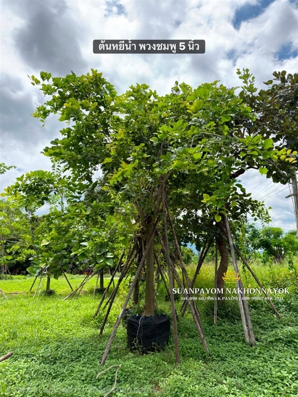 ต้นหยีน้ำ พวงชมพู 5 นิ้ว | สวนพยอมไม้ล้อม จำหน่ายไม้ขุดล้อมขนาดเล็ก,ขนาดใหญ่ - เมืองนครนายก นครนายก