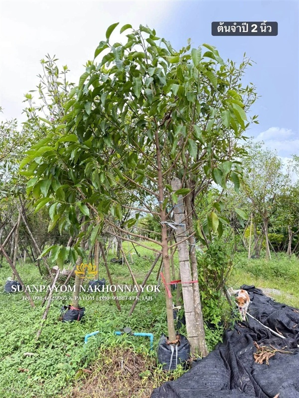 ต้นจำปี 2 นิ้ว | สวนพยอมไม้ล้อม จำหน่ายไม้ขุดล้อมขนาดเล็ก,ขนาดใหญ่ - เมืองนครนายก นครนายก