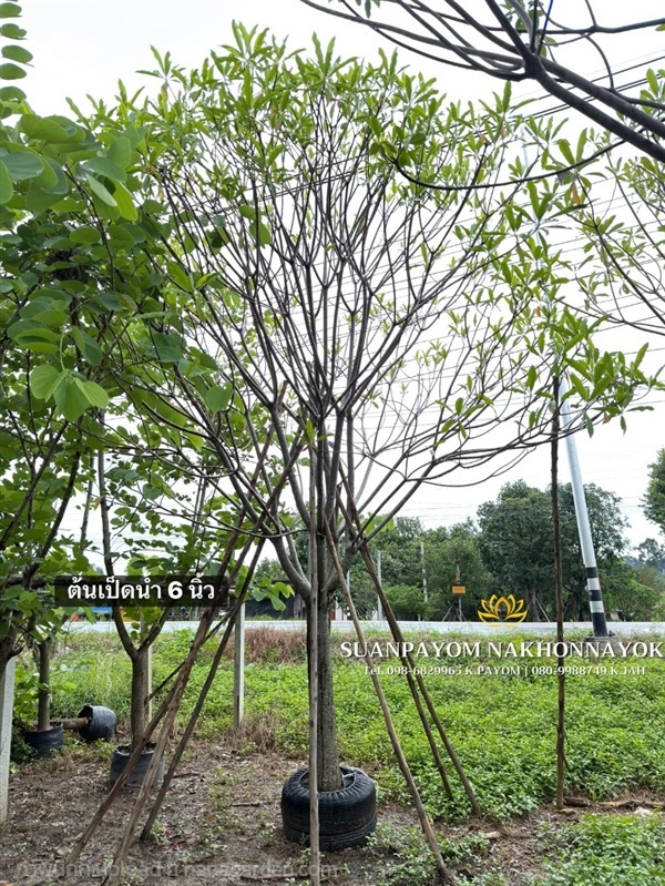 ต้นตีนเป็ดน้ำ 6 นิ้ว | สวนพยอมไม้ล้อม จำหน่ายไม้ขุดล้อมขนาดเล็ก,ขนาดใหญ่ - เมืองนครนายก นครนายก
