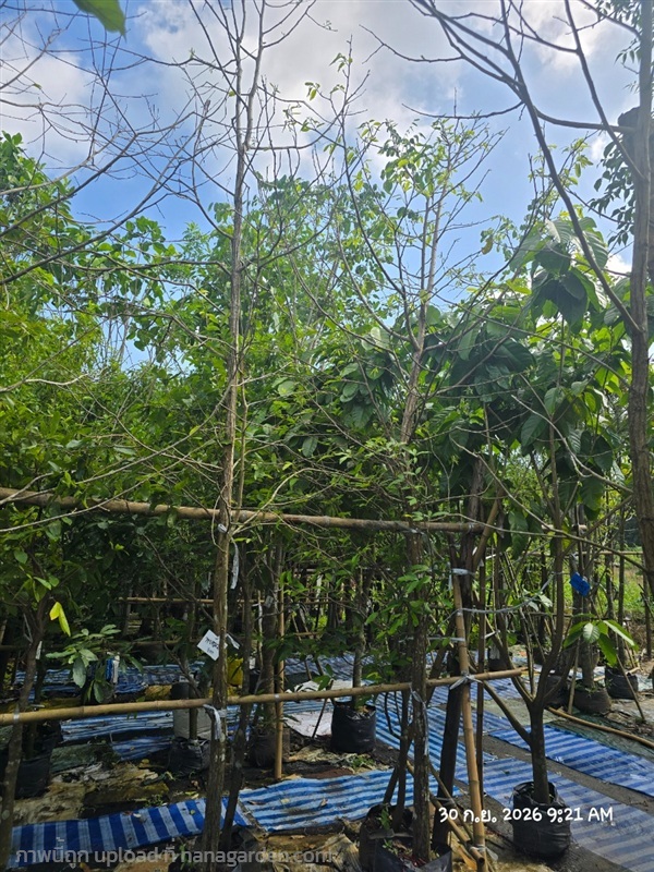 พยอม2" | สวนป้านิตย์ ปราจีนบุรี - เมืองปราจีนบุรี ปราจีนบุรี