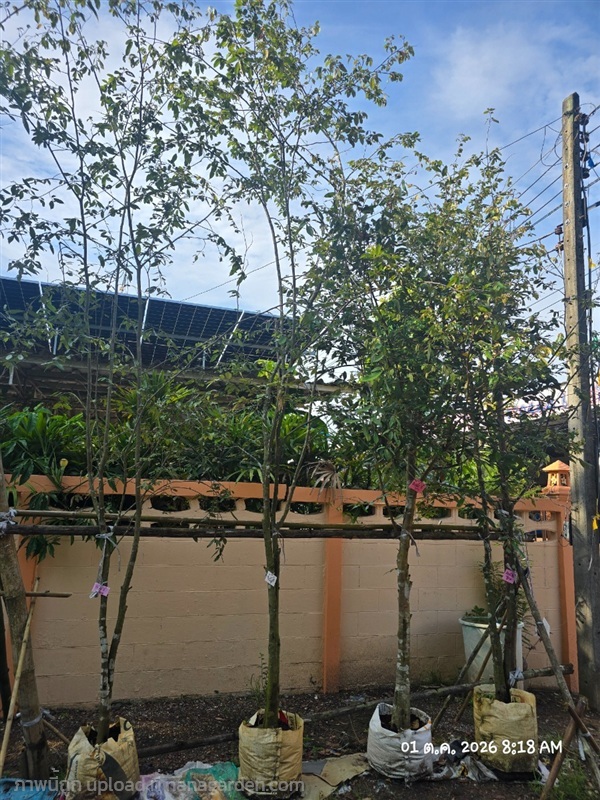 รวงผึ้ง3" | สวนป้านิตย์ ปราจีนบุรี - เมืองปราจีนบุรี ปราจีนบุรี