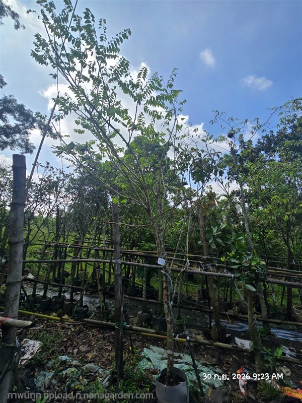มะยม3" | สวนป้านิตย์ ปราจีนบุรี - เมืองปราจีนบุรี ปราจีนบุรี