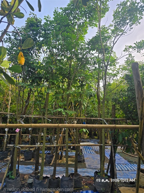 สาธร2" | สวนป้านิตย์ ปราจีนบุรี - เมืองปราจีนบุรี ปราจีนบุรี