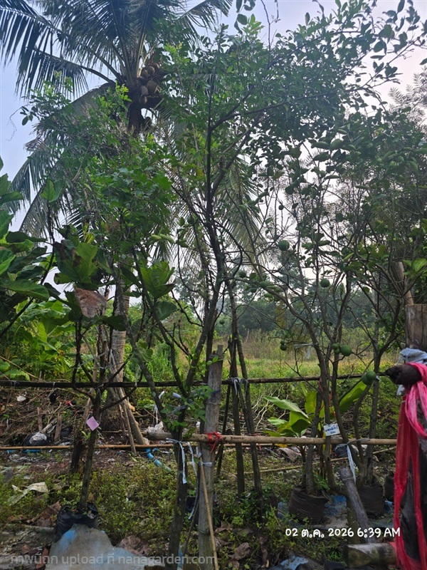 มะตูมแขก2" | สวนป้านิตย์ ปราจีนบุรี - เมืองปราจีนบุรี ปราจีนบุรี