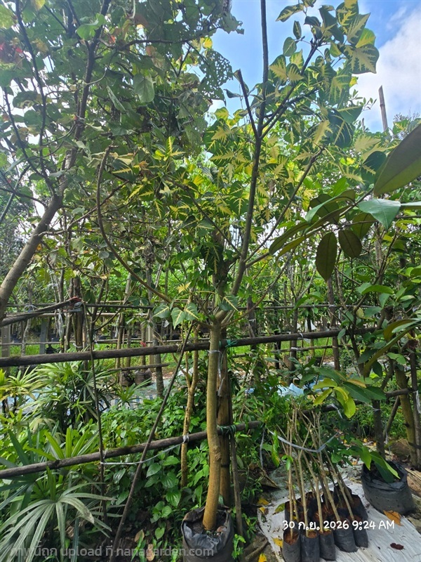 ทองหลางด่าง3" ดอกสีขาว | สวนป้านิตย์ ปราจีนบุรี - เมืองปราจีนบุรี ปราจีนบุรี