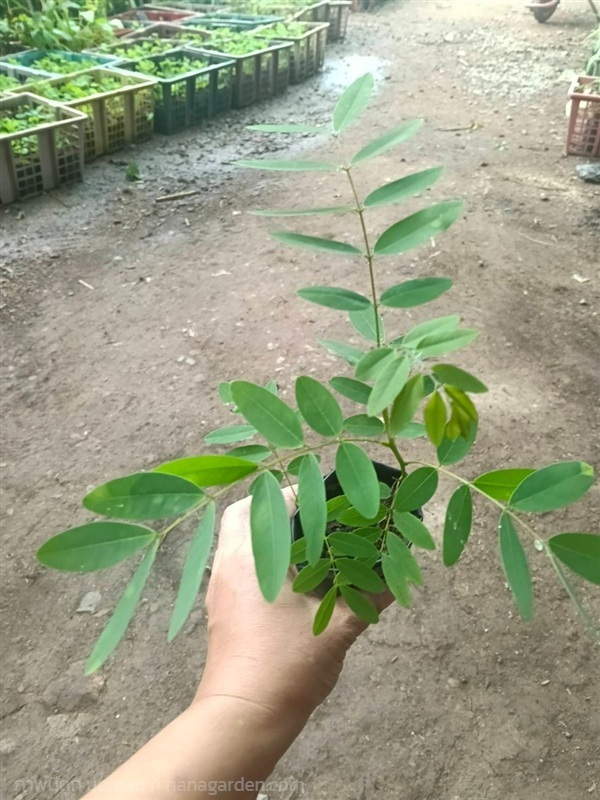 ต้นพันธุ์ ขี้เหล็ก พร้อมปลูกในถุงดำ 39 บาท   | เจซีฟาร์ม - เวียงชัย เชียงราย