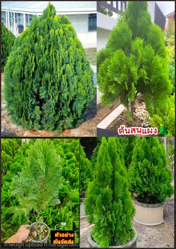 ต้นสนแผง สนแผง Platycladus orientalis Chinese Arbo | Shopping by lewat - เมืองมหาสารคาม มหาสารคาม