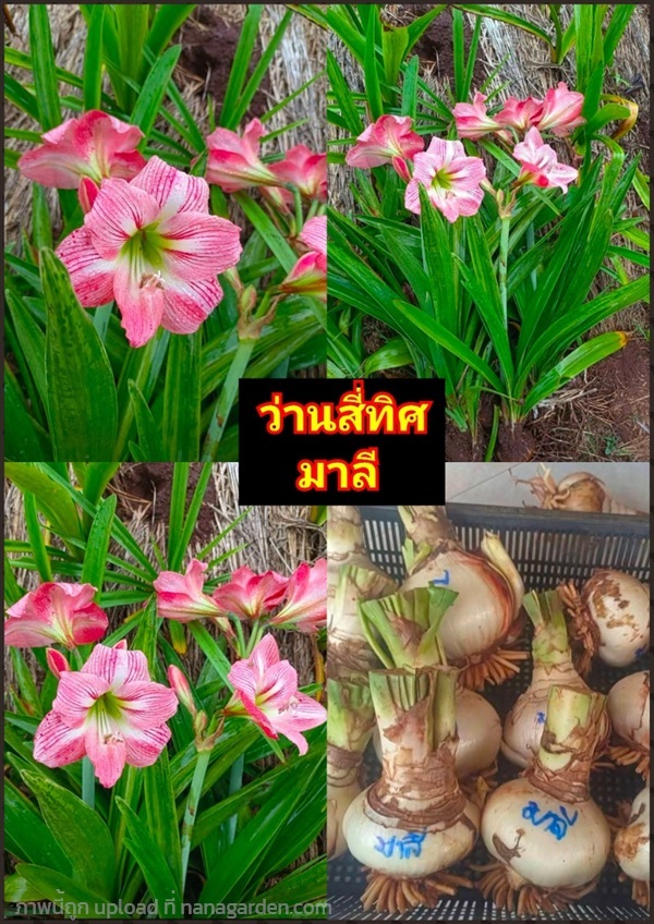 หัว ว่านสี่ทิศ หัวว่านสี่ทิศ Amaryllis  Barbados l | Shopping by lewat - เมืองมหาสารคาม มหาสารคาม