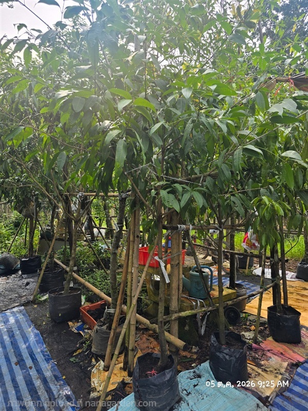 มะยงชิด | สวนป้านิตย์ ปราจีนบุรี - เมืองปราจีนบุรี ปราจีนบุรี