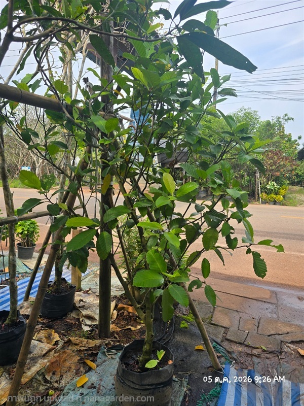 ส้านชวา สูง1.5ม.  | สวนป้านิตย์ ปราจีนบุรี - เมืองปราจีนบุรี ปราจีนบุรี