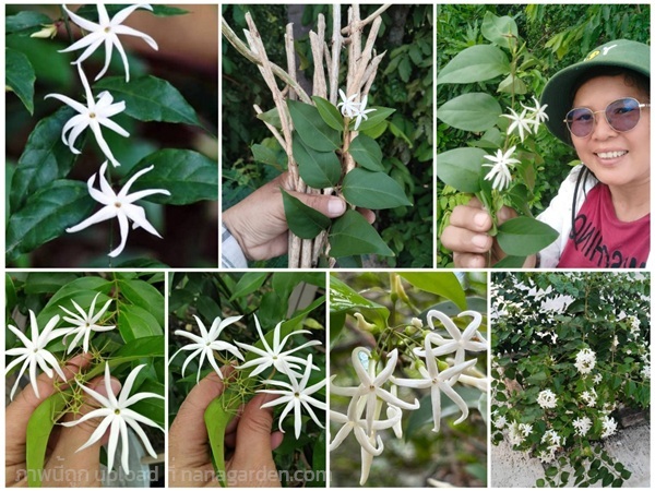 มะลิวัลย์ ขายกิ่งปักชำ | เมล็ดพันธุ์ดี เกษตรวิถีไทย - เมืองระยอง ระยอง