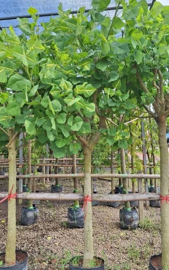 ต้นทองหลางด่าง | Burapa Garden  - เมืองปราจีนบุรี ปราจีนบุรี