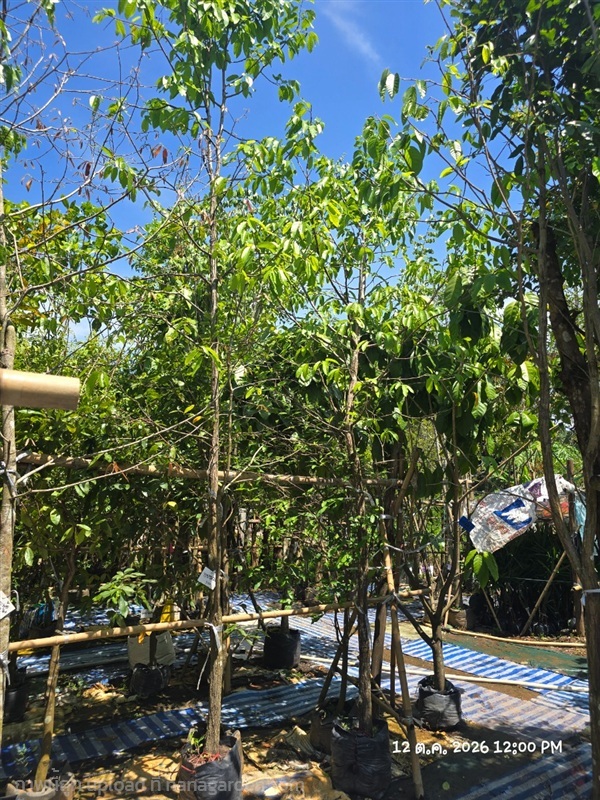 พยอม2" | สวนป้านิตย์ ปราจีนบุรี - เมืองปราจีนบุรี ปราจีนบุรี