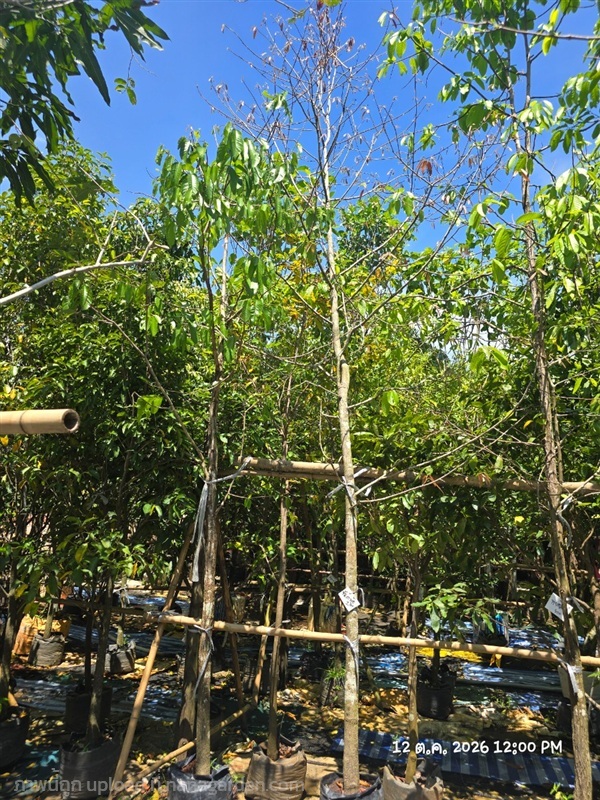 จันกะพ้อ2" | สวนป้านิตย์ ปราจีนบุรี - เมืองปราจีนบุรี ปราจีนบุรี
