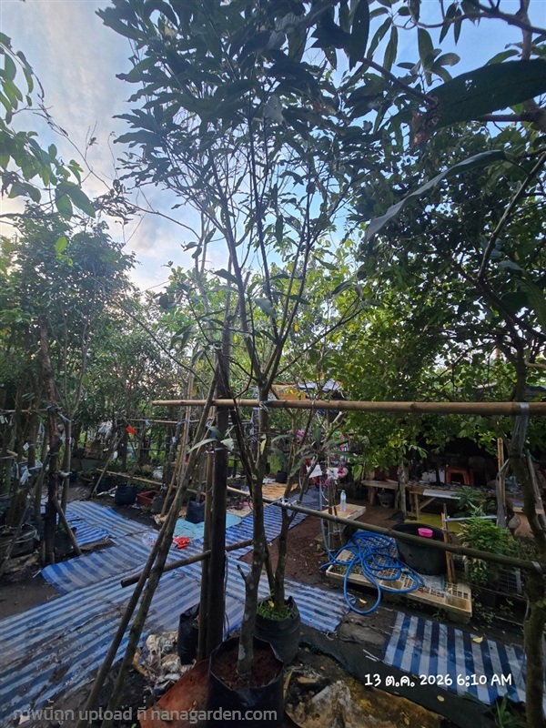 มะม่วงเขียวเสวย2" | สวนป้านิตย์ ปราจีนบุรี - เมืองปราจีนบุรี ปราจีนบุรี