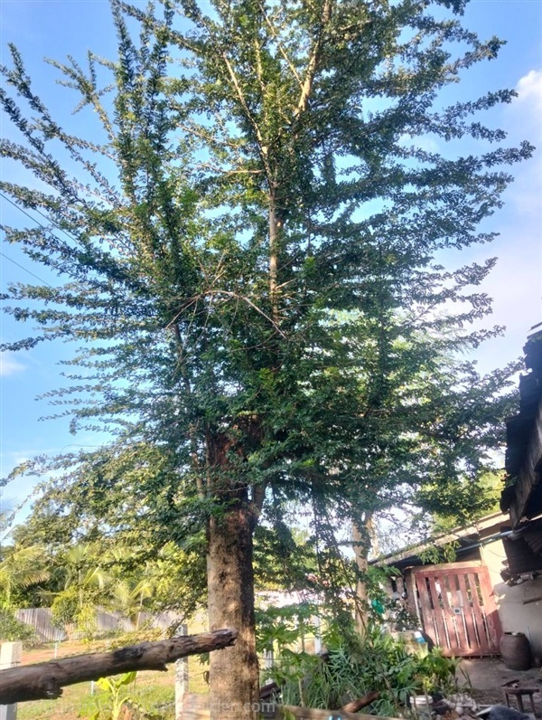 ต้นมะสัง | Burapa Garden  - เมืองปราจีนบุรี ปราจีนบุรี