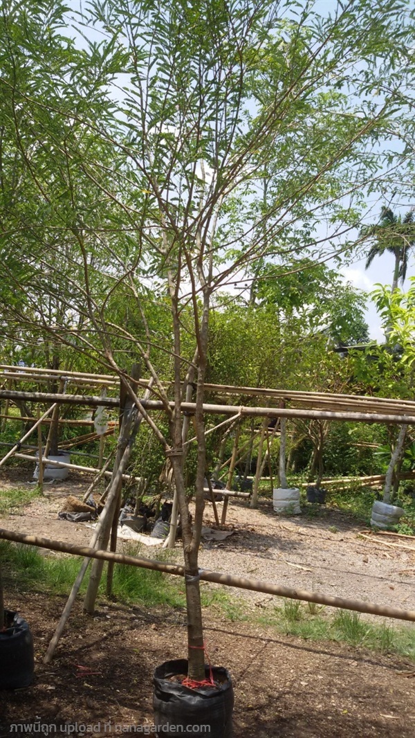 ต้นมะขามป้อม | Burapa Garden  - เมืองปราจีนบุรี ปราจีนบุรี