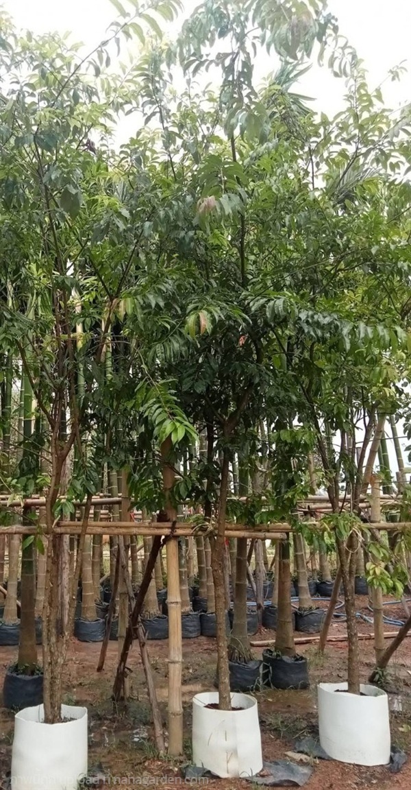 ต้นติ้ว | Burapa Garden  - เมืองปราจีนบุรี ปราจีนบุรี
