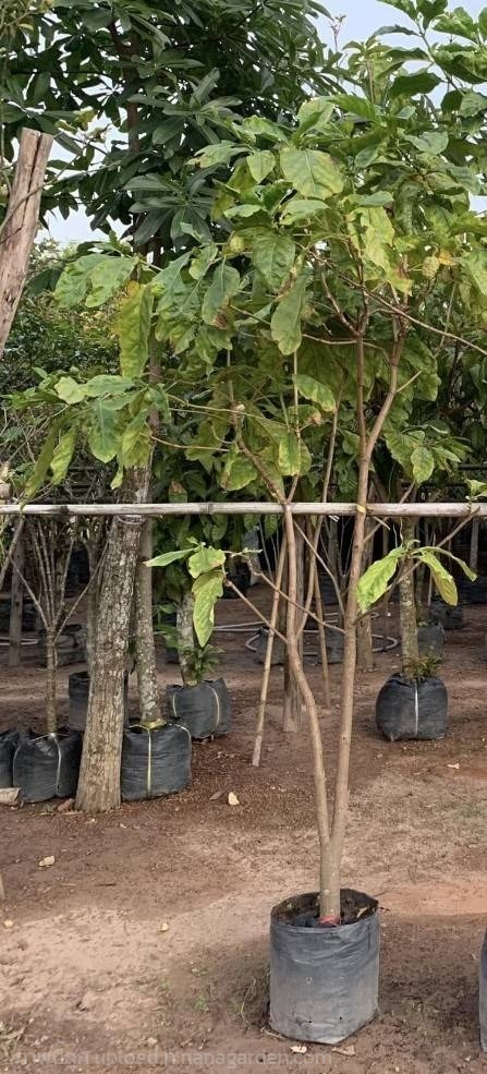 ต้นยอ | Burapa Garden  - เมืองปราจีนบุรี ปราจีนบุรี