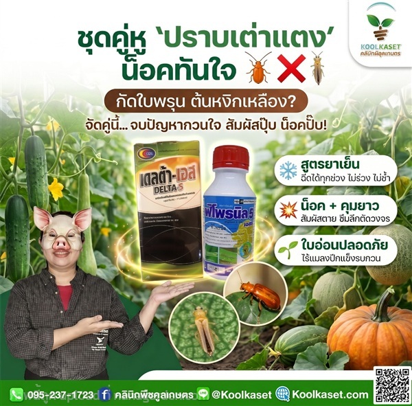 ชุดปราบเต่าแตง แมลงปีกแข็ง ประหยัด คูลเกษตร KIC1.2 | คลินิกพืชคูลเกษตร - ชุมตาบง นครสวรรค์