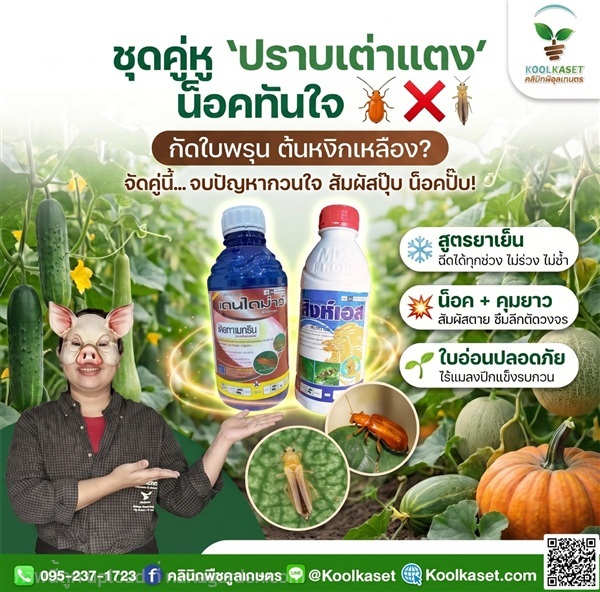 ชุดปราบเต่าแตง แมลงปีกแข็ง จัมโบ้ คูลเกษตร KIC1.3 | คลินิกพืชคูลเกษตร - ชุมตาบง นครสวรรค์
