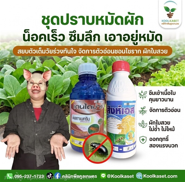 ชุดคู่ กำจัดหมัดผัก แมลงปีกแข็ง จัมโบ้ KIC2.3 | คลินิกพืชคูลเกษตร - ชุมตาบง นครสวรรค์