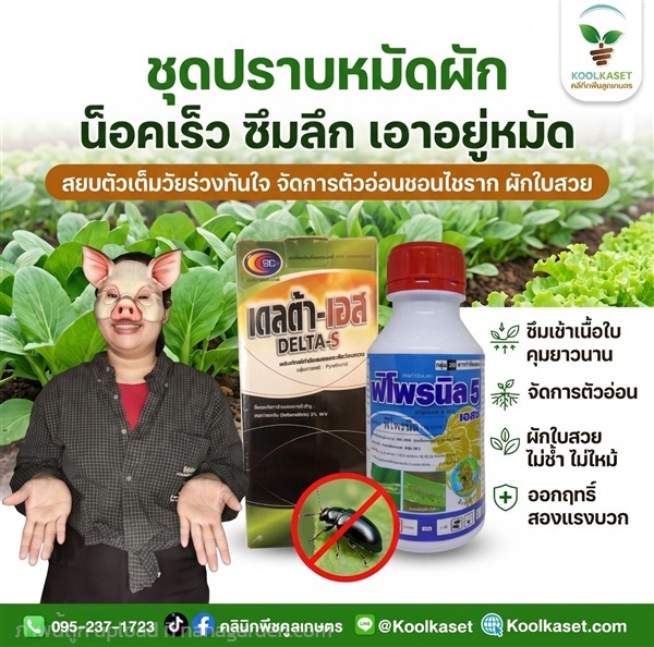 ชุดคู่ กำจัดหมัดผัก แมลงปีกแข็ง ประหยัด KIC2.2 | คลินิกพืชคูลเกษตร - ชุมตาบง นครสวรรค์