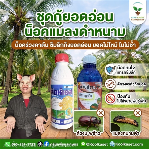 ชุดคู่น็อค แมลงดำหนาม จัมโบ้ คูลเกษตร KIC3.3 | คลินิกพืชคูลเกษตร - ชุมตาบง นครสวรรค์