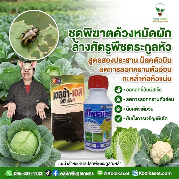 ชุดพิฆาต ด้วงหมัดผัก ประหยัด คูลเกษตร KIC4.2 | คลินิกพืชคูลเกษตร - ชุมตาบง นครสวรรค์