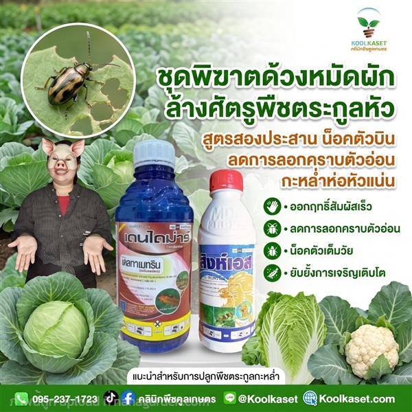 ชุดพิฆาต ด้วงหมัดผัก จัมโบ้ คูลเกษตร KIC4.3 | คลินิกพืชคูลเกษตร - ชุมตาบง นครสวรรค์