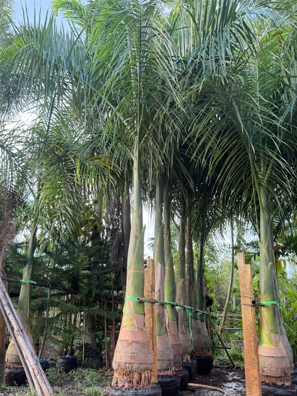 ต้นปาล์มขวด | สวนไอลดา - เมืองปราจีนบุรี ปราจีนบุรี