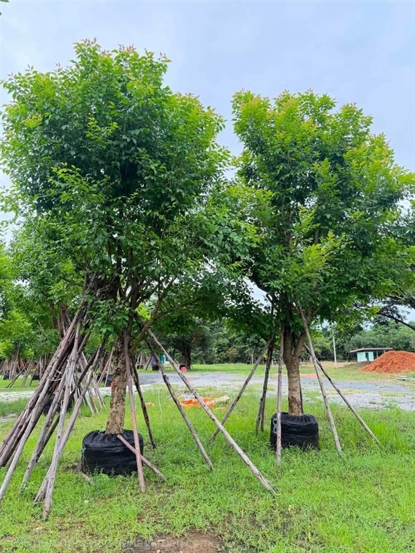 ต้นแคนา | สวนไอลดา - เมืองปราจีนบุรี ปราจีนบุรี