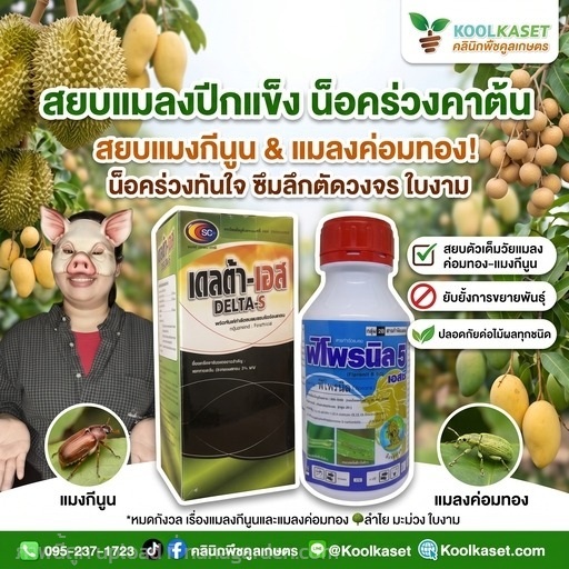 ชุดคู่กำจัด สยบแมลงปีกแข็ง ประหยัด คูลเกษตร KIC5.2 | คลินิกพืชคูลเกษตร - ชุมตาบง นครสวรรค์