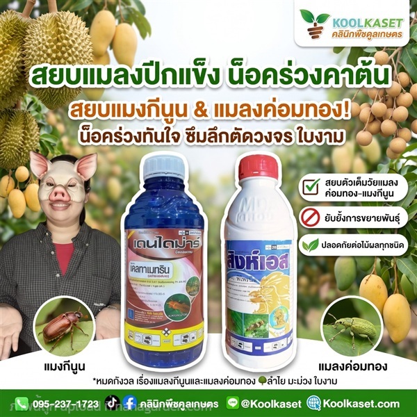 ชุดคู่กำจัด สยบแมลงปีกแข็ง จัมโบ้ คูลเกษตร KIC5.3 | คลินิกพืชคูลเกษตร - ชุมตาบง นครสวรรค์