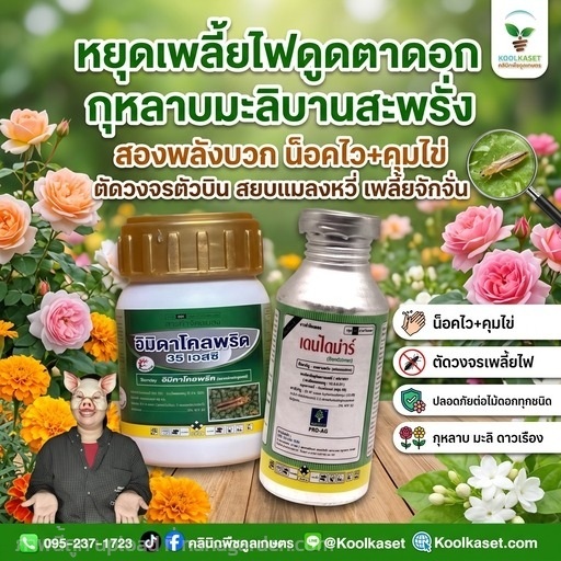 ชุดกำจัด เพลี้ยไฟ ทดลองใช้ คูลเกษตร KIC6.1 | คลินิกพืชคูลเกษตร - ชุมตาบง นครสวรรค์
