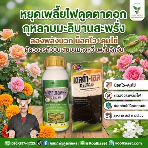 ชุดกำจัด เพลี้ยไฟ ชุดประหยัด คูลเกษตร KIC6.3 | คลินิกพืชคูลเกษตร - ชุมตาบง นครสวรรค์
