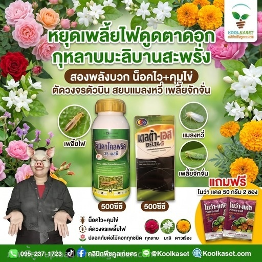 ชุดกำจัด เพลี้ยไฟ จัมโบ้+บำรุงX2 คูลเกษตร KIC6.4 | คลินิกพืชคูลเกษตร - ชุมตาบง นครสวรรค์