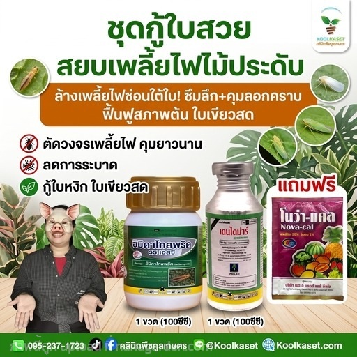 ชุดกู้ใบสวย ป้องกันเพลี้ยไฟ ทดลอง+บำรุงX1 KIC7.2 | คลินิกพืชคูลเกษตร - ชุมตาบง นครสวรรค์