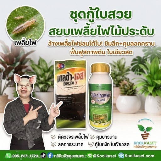 ชุดกู้ใบสวย ป้องกันเพลี้ยไฟ ประหยัด KIC7.3 | คลินิกพืชคูลเกษตร - ชุมตาบง นครสวรรค์