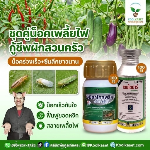 ชุดคู่น็อค เพลี้ยไฟ ทดลองใช้ คูลเกษตร KIC9.1 | คลินิกพืชคูลเกษตร - ชุมตาบง นครสวรรค์